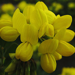 Coronilla valentina glauca, Pascoinha